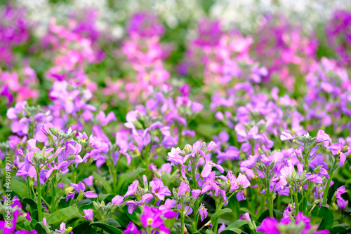 Gillyflowers in the garden  bright flower photography. Stack of many pink or purple gilli-flower  tenweeks or hoary or brompton stock. Botanical name is Matthiola Incana. Family is Brassicaceae