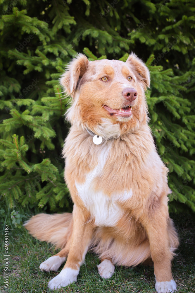 portrait of australian shepherd dog in a garden portrait of australian shepherd dog in a garden
