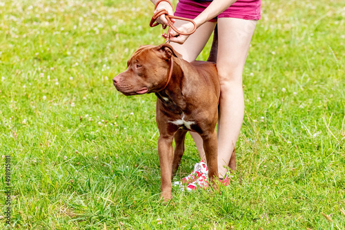 Brown dog breed american pit bull terrier on a leash near his mistress