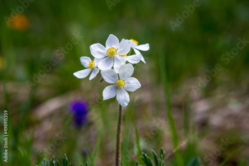 white flowers