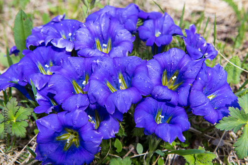 blue flowers