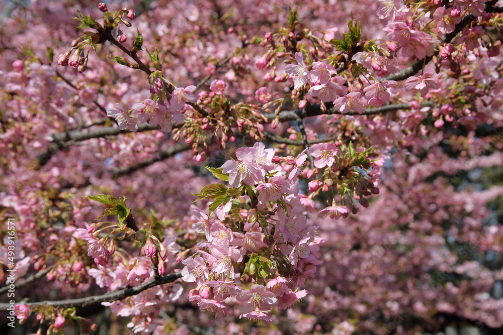 Cherry Blossoms at Rinshi-no-mori Park, Tokyo, Japan