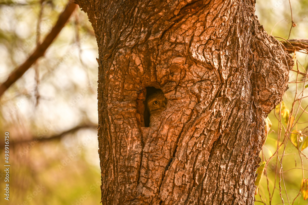 spotted owlet or Athene brama stalking from nest or in hollow tree trunk at ranthambore national park rajasthan india spotted owlet or Athene brama stalking from nest or in hollow tree trunk at ranthambore national park rajasthan india