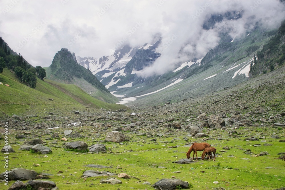 Picture of a beautiful landscape of Thajawas Glacier at Sonmarg, Kashmir. Picture of a beautiful landscape of Thajawas Glacier at Sonmarg, Kashmir.