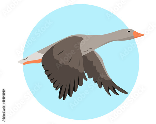 Greylag Goose flying in sky isolated on white background. Wild migratory Bird icon. Vector flat or cartoon illustration for nature or farm design.