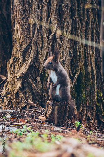 Wild nature. Cute red squirrel with long pointed ears in autumn scene . Wildlife in the forest. Squirrel sitting on the ground. Sciurus vulgaris. © Viktorio
