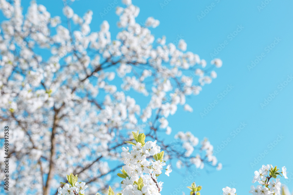 Branches of blossoming cherry with soft focus on blue sky background. Spring blossom