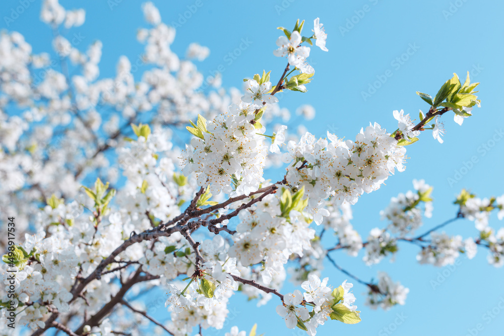 Branches of blossoming cherry with soft focus on blue sky background. Spring blossom Branches of blossoming cherry with soft focus on blue sky background. Spring blossom