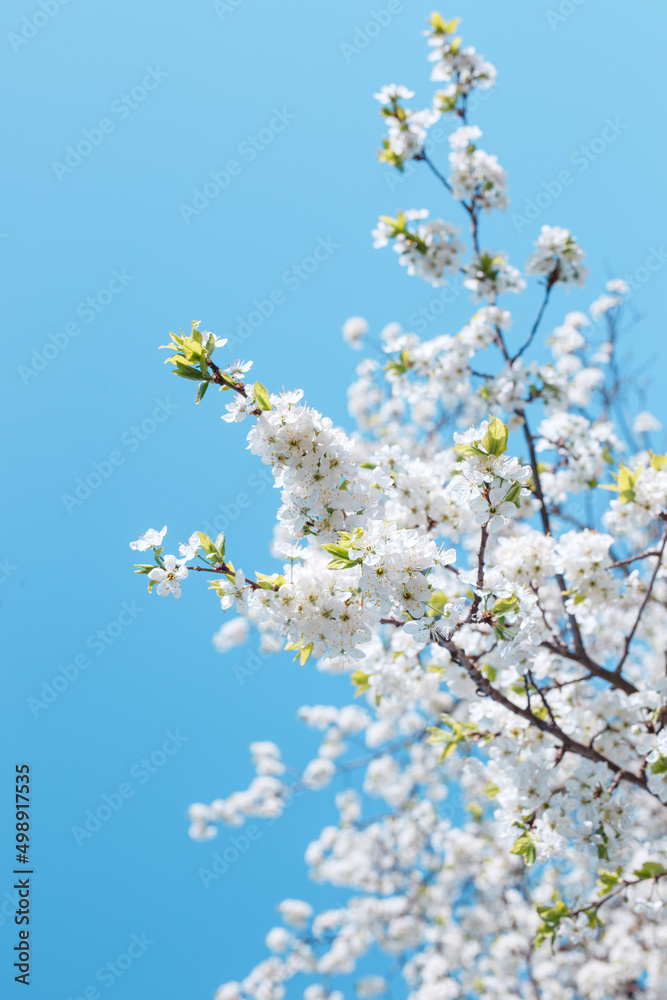 Beautiful blooming branches of cherry on blue sky background. Beautiful blooming branches of cherry on blue sky background.