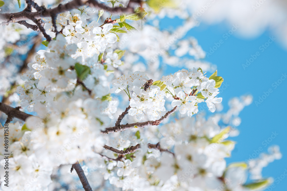 Branches of blossoming cherry with soft focus on blue sky background. Branches of blossoming cherry with soft focus on blue sky background.