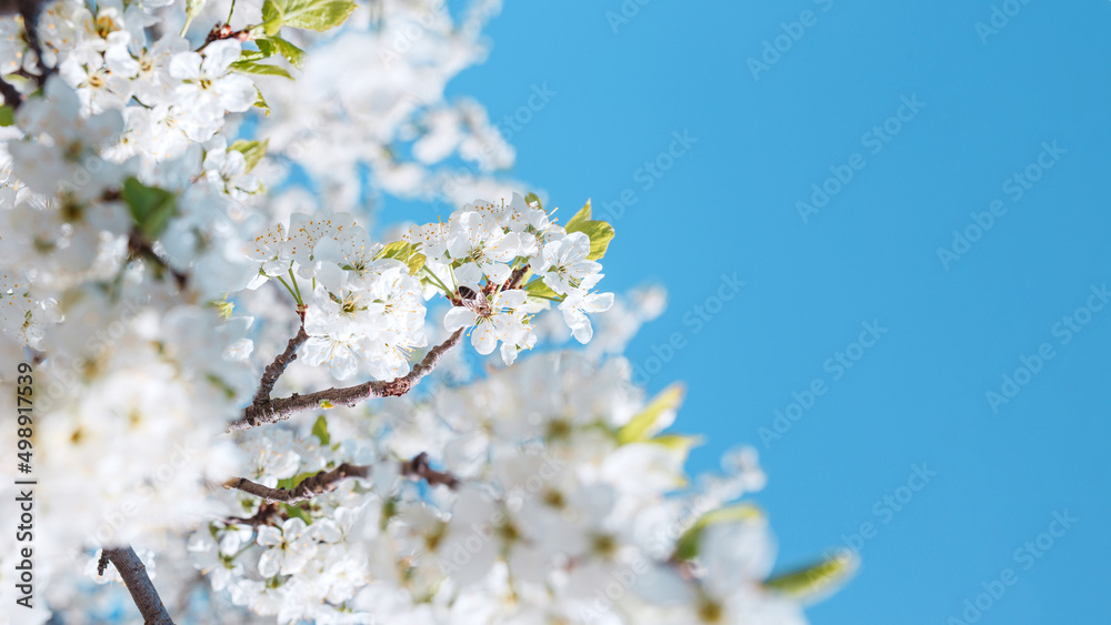 Branches blossoming cherry on blue sky background