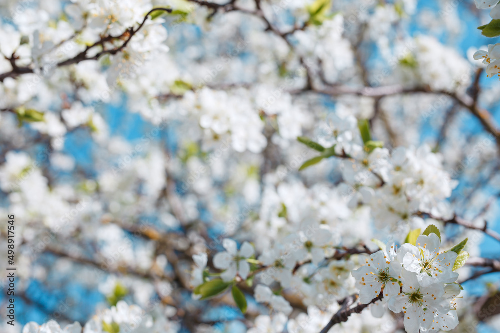 Abstract blurred background with blossoming cherry and blue sky. Spring background