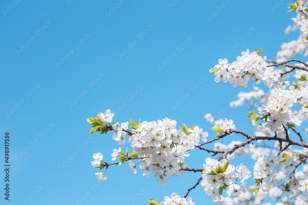 Branches blossoming cherry on background blue sky