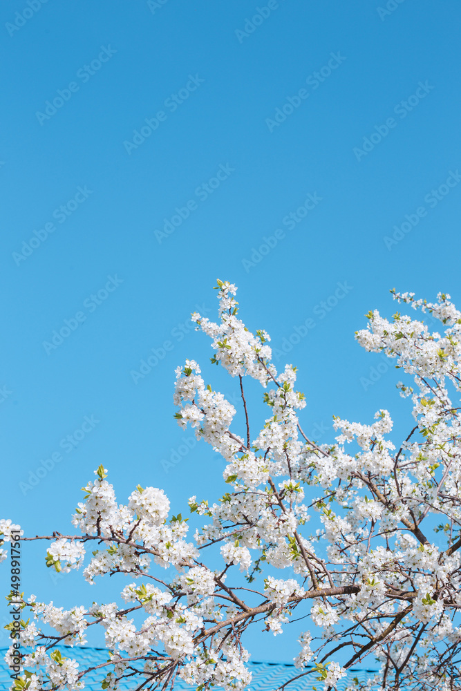 Beautiful blooming branches of cherry on blue sky background. Beautiful blooming branches of cherry on blue sky background.