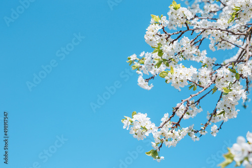 Spring background of cherry tree blossoms on blue sky. Copy space. Spring flowers