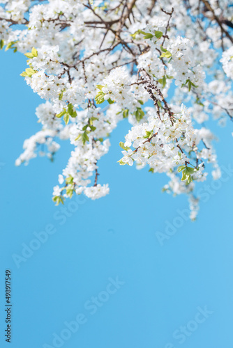 Beautiful blooming branches of cherry on blue sky background.