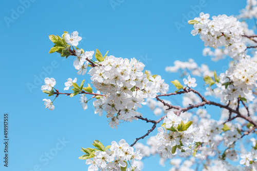 Branches blossoming cherry on blue sky background. Selective color