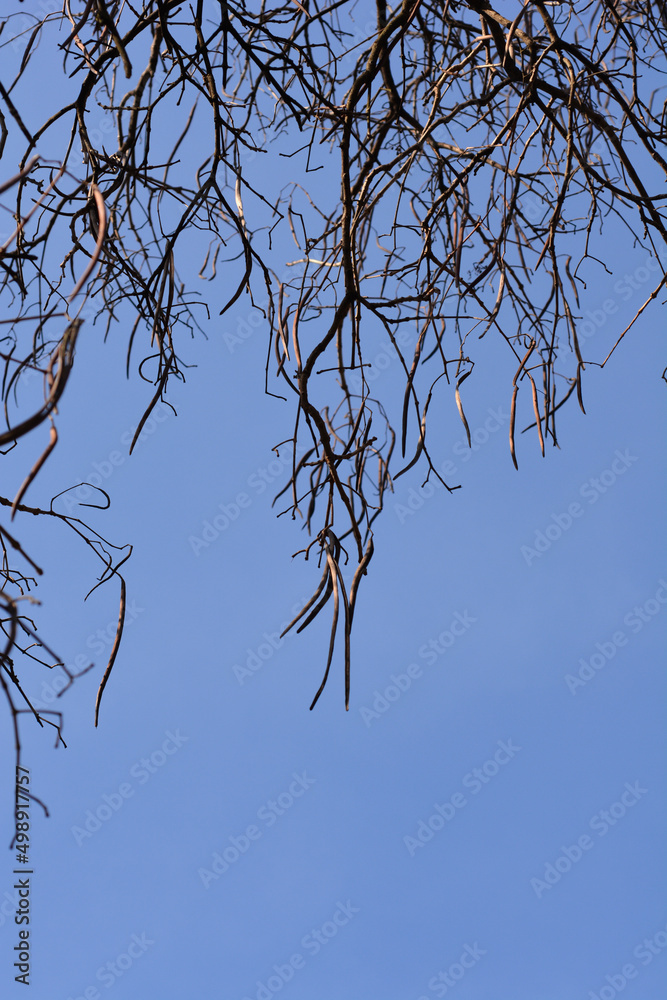 Obraz premium Common catalpa
