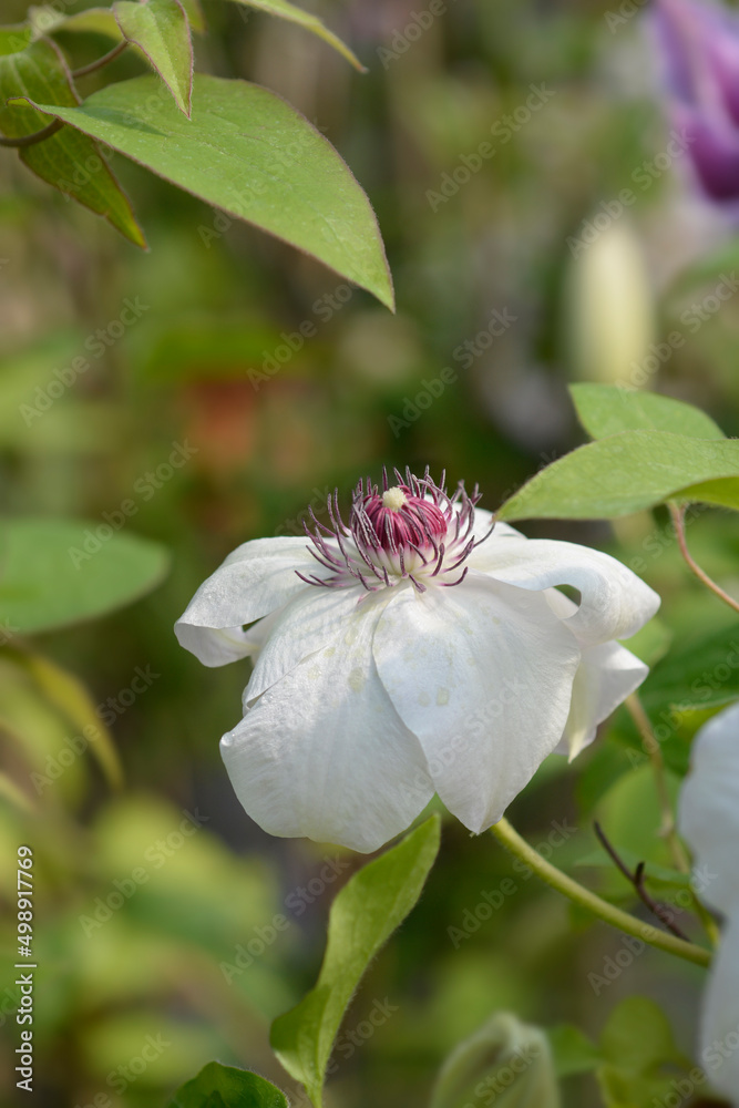 Obraz premium Clematis Miss Bateman