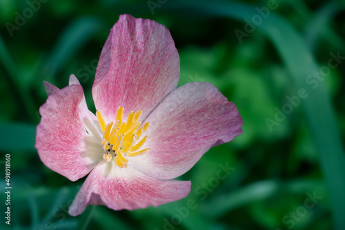 Pink little flower Eschscholzia Papaveraceae or poppy family growing in garden