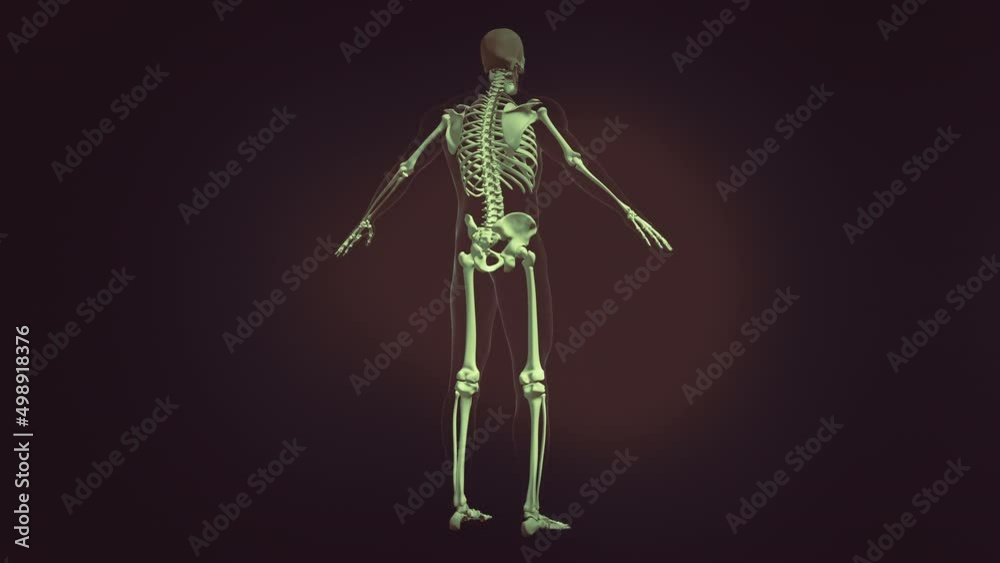 Human skeleton medical animation loop Human skeleton medical animation loop