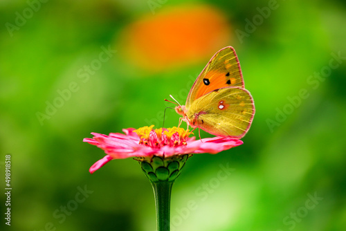 a yellow butterfly on a pink flower photo