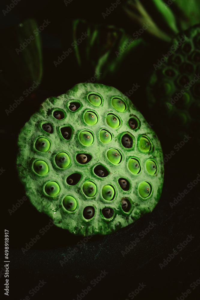 lotus seed pod close-up lotus seed pod close-up