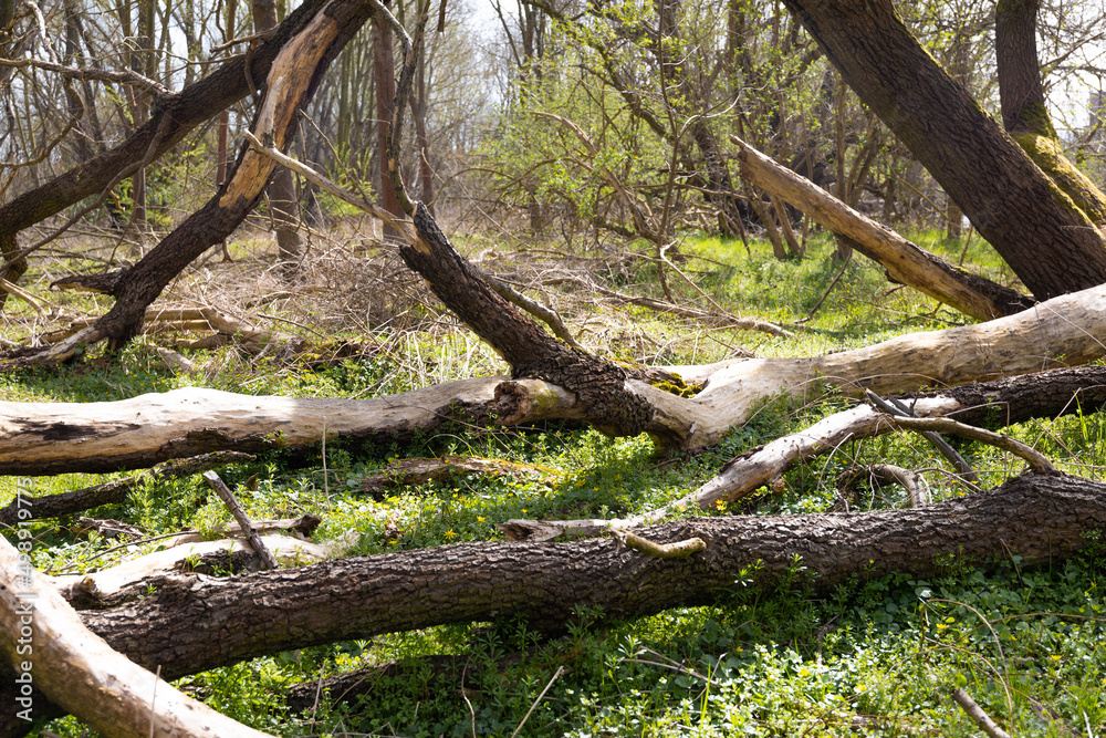 Natürlicher Wald