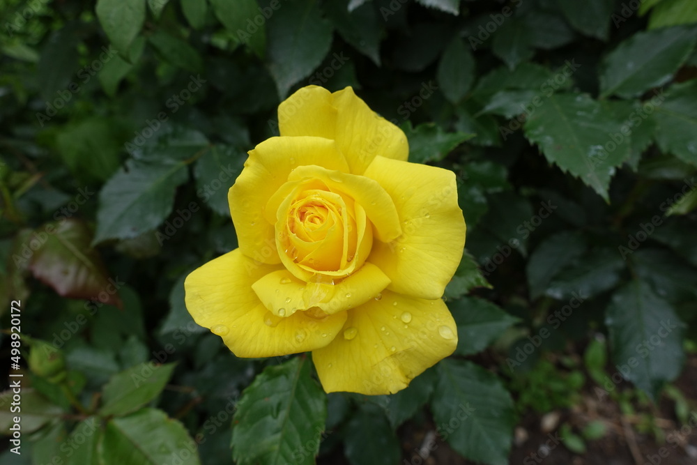 1 bright yellow flower of rose with raindrops in May 1 bright yellow flower of rose with raindrops in May
