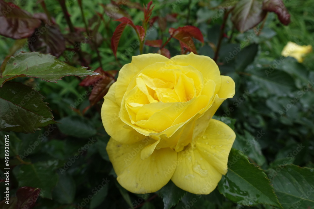 Close shot of yellow flower of rose with rain drops in May Close shot of yellow flower of rose with rain drops in May
