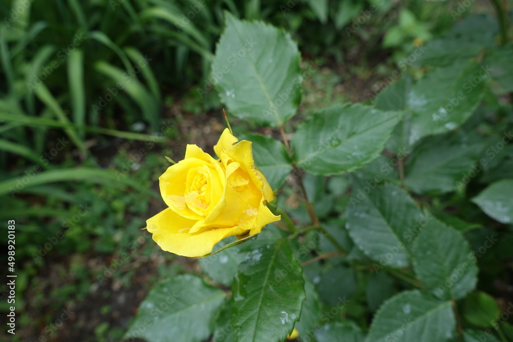 Yellow flower of rose with rain drops in May Yellow flower of rose with rain drops in May