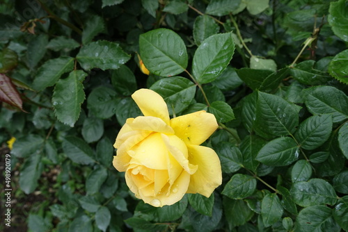 One yellow flower of rose with rain drops in May