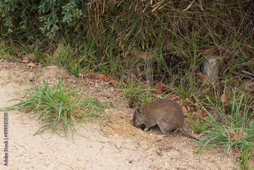 View of a long-nosed potoroo photo