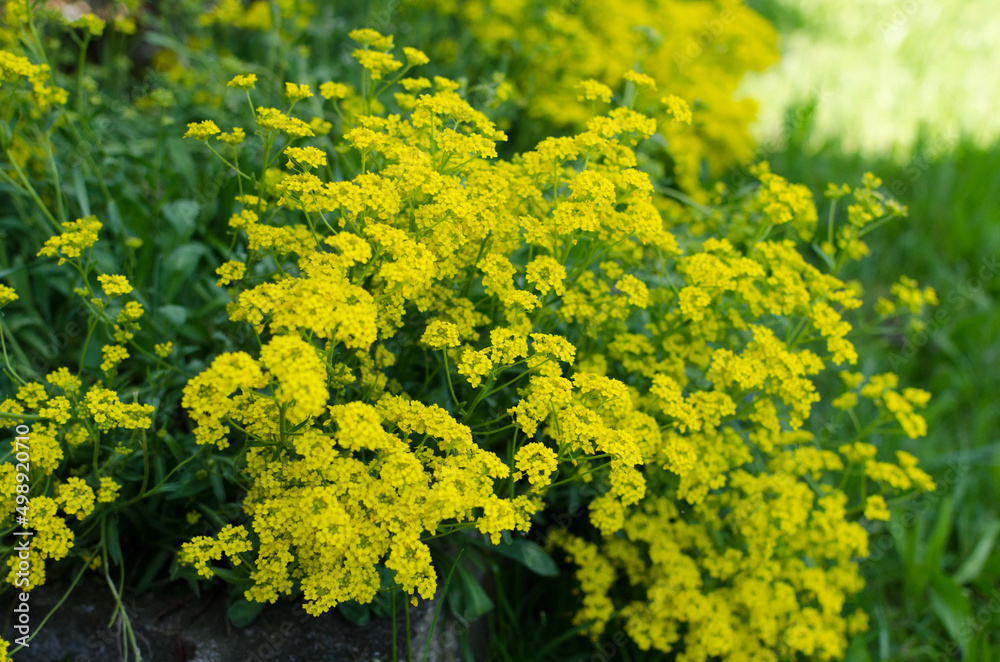 Steinkresse in einem Garten in Nahaufnahme Steinkresse in einem Garten in Nahaufnahme