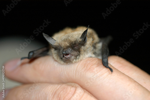 Chiropterologist holding and studying a bat