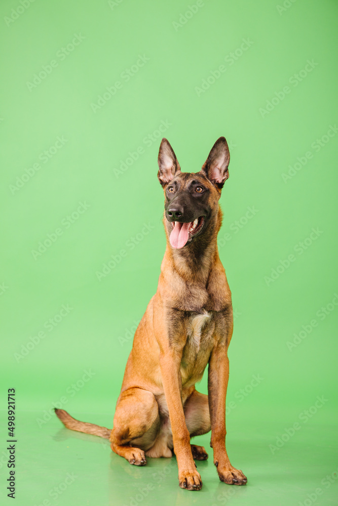 The Belgian Shepherd, The Malinois dog on green background The Belgian Shepherd, The Malinois dog on green background