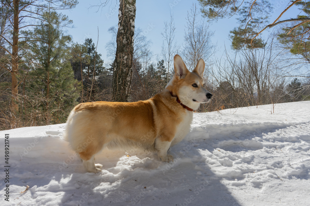 corgi dog stands in the forest in winter in snow at the sunny day