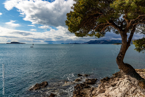 Coast of Adriatic sea. Rocks and pine trees.
