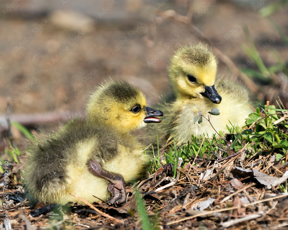 Obraz premium Canada Goose Photo. Canadian babies gosling close-up profile view resting on grass in their environment and habitat. Canada Goose Image. Picture. Portrait. Photo.