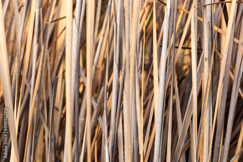 Dry reed background, dry grass texture. Selective focus.