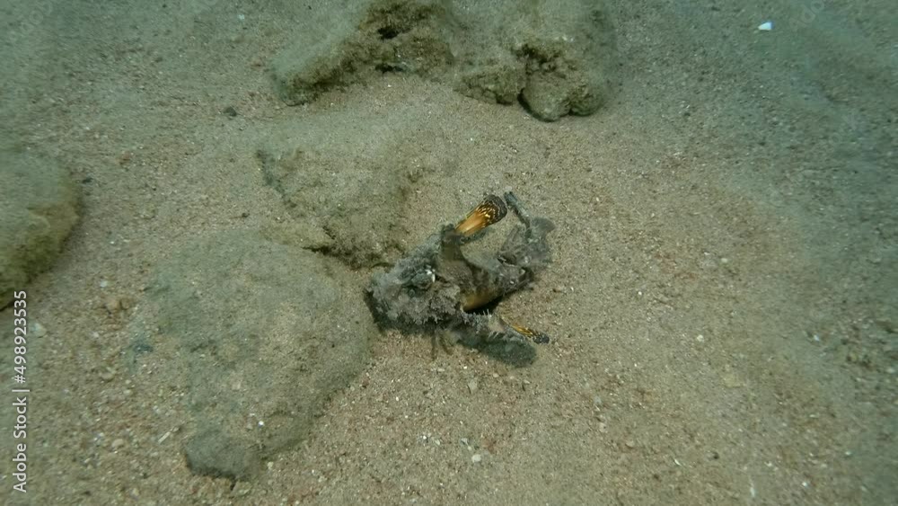 Demon Stinger slowly walks on sandy bottom. Bearded Ghoul, Sea Goblin or Devilfish (Inimicus didactylus). Red sea, Egypt Demon Stinger slowly walks on sandy bottom. Bearded Ghoul, Sea Goblin or Devilfish (Inimicus didactylus). Red sea, Egypt