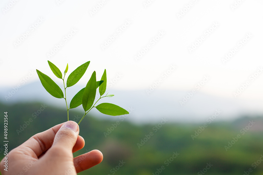 Hand holding a young green sapling prominently raised on the mountain. Forest and nature conservation concept. Earth Day World Environment Day. Hand holding a young green sapling prominently raised on the mountain. Forest and nature conservation concept. Earth Day World Environment Day.