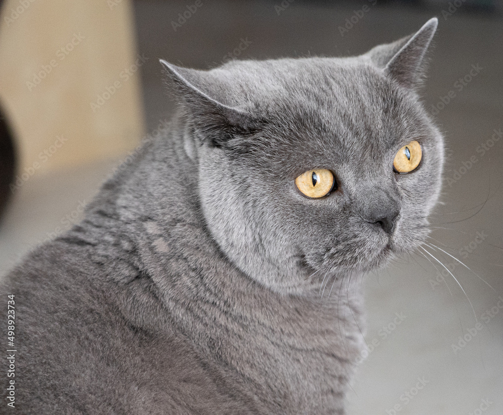 Portrait of a grey British Shorthair cat