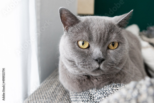 Fototapeta Naklejka Na Ścianę i Meble -  British Shorthair cat laying on a grey sofa