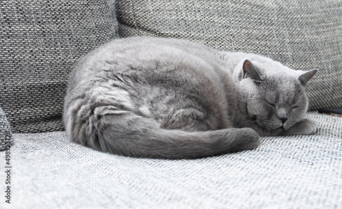 Grey British Shorthair cat sleeping