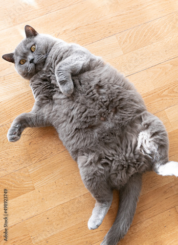 British Shorthair cat laying on its back
