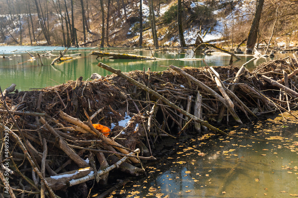 Large beaver dam which flooded marshes and created lake Large beaver dam which flooded marshes and created lake