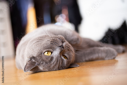 British Shorthair cat resting on a wooden floor