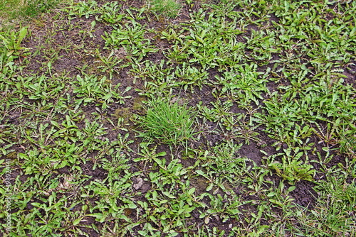 Young, green grass sprouted from moist chernozem. Wet ground warms up after winter.