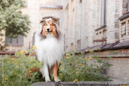 The Rough Collie dog at spring. Dog with flowers. Fluffy red dog outdoor